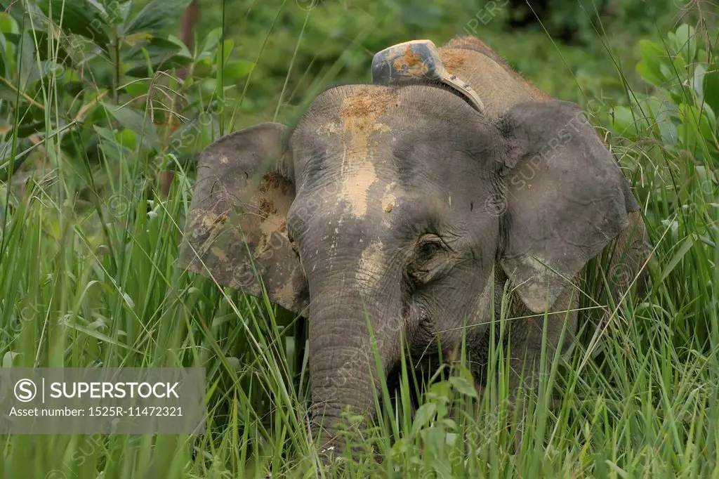 Borneo pygmy elephant with radio collar