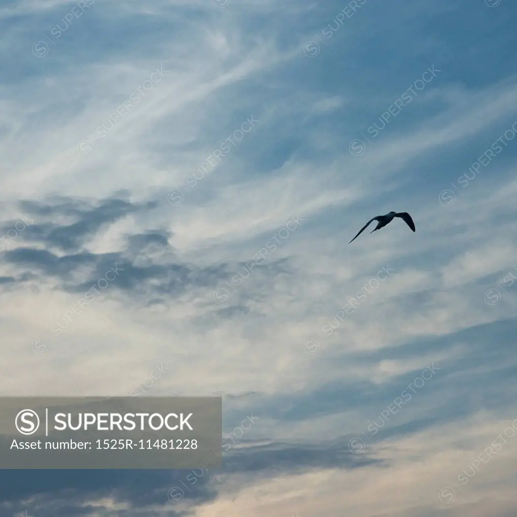 Low angle view of a bird flying in the sky, Utila Island, Bay Islands, Honduras