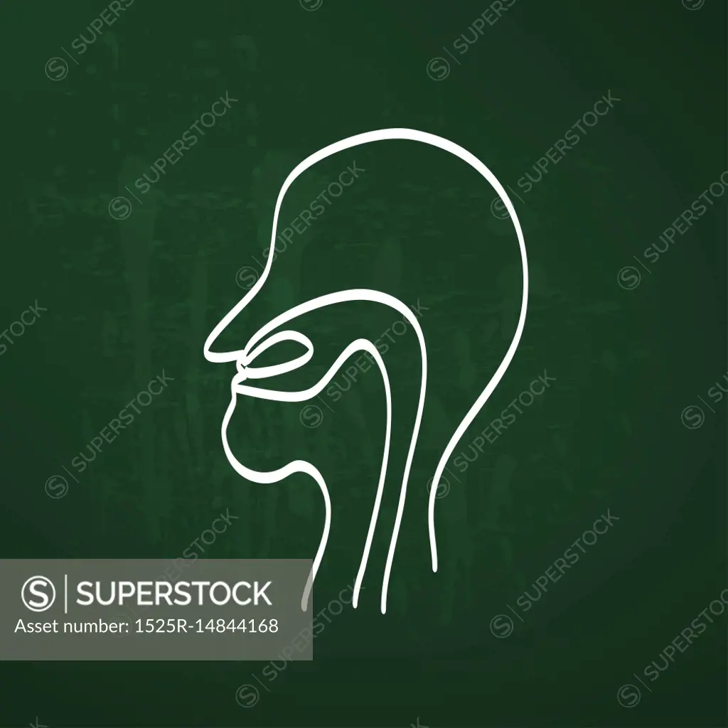 nose anatomy outline chalk painted on chalkboard vector illustration