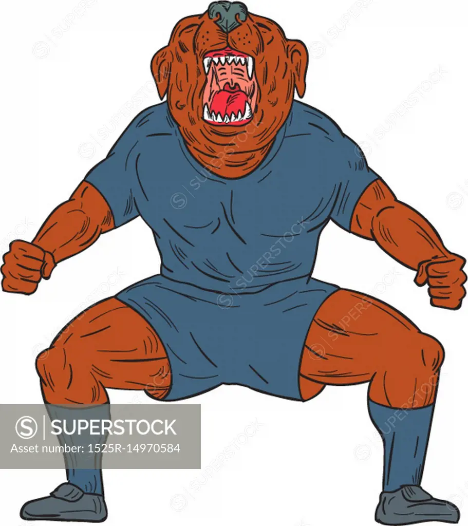 Illustration of a bulldog footballer with knees bent and mouth wide open  celebrating haka victory goal viewed from front set on isolated white  background done in cartoon style. . Bulldog Footballer Celebrating