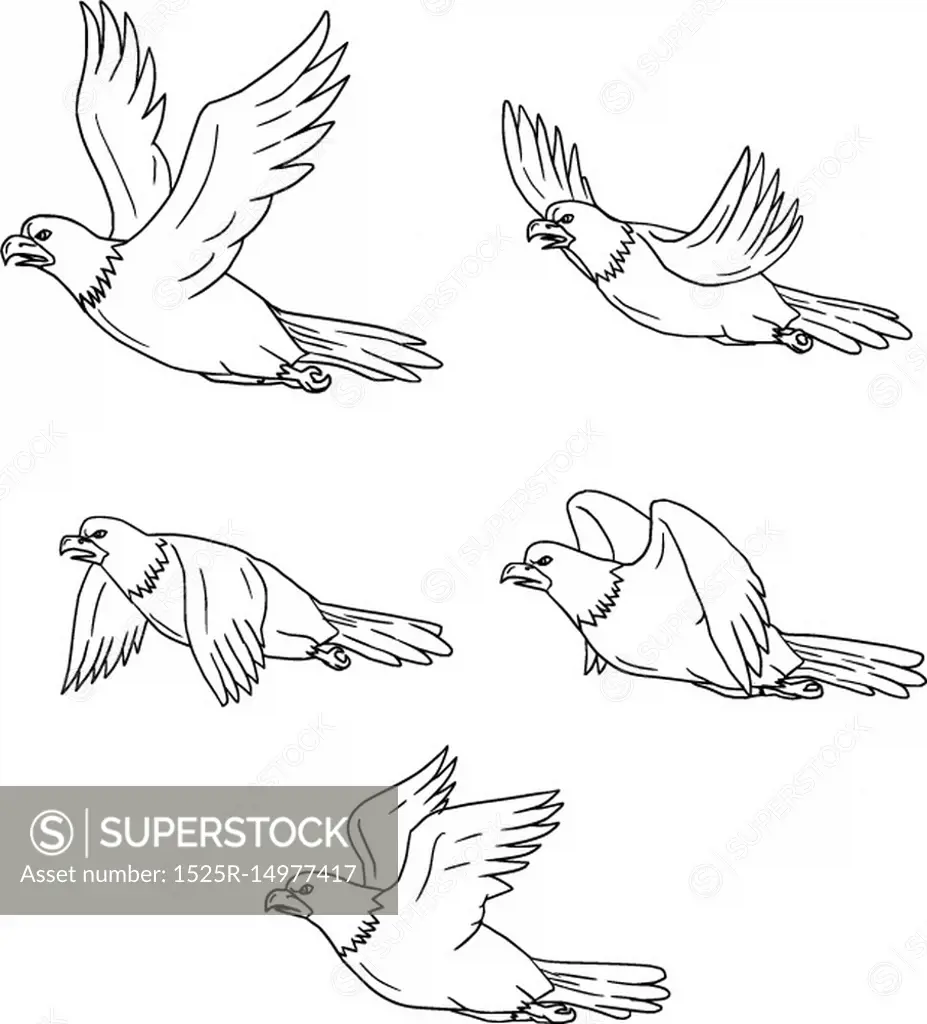 Collection set of illustrations of an eagle flying with wings flapping viewed in different movements done in cartoon style.. Eagle Flying Side Cartoon Collection Set