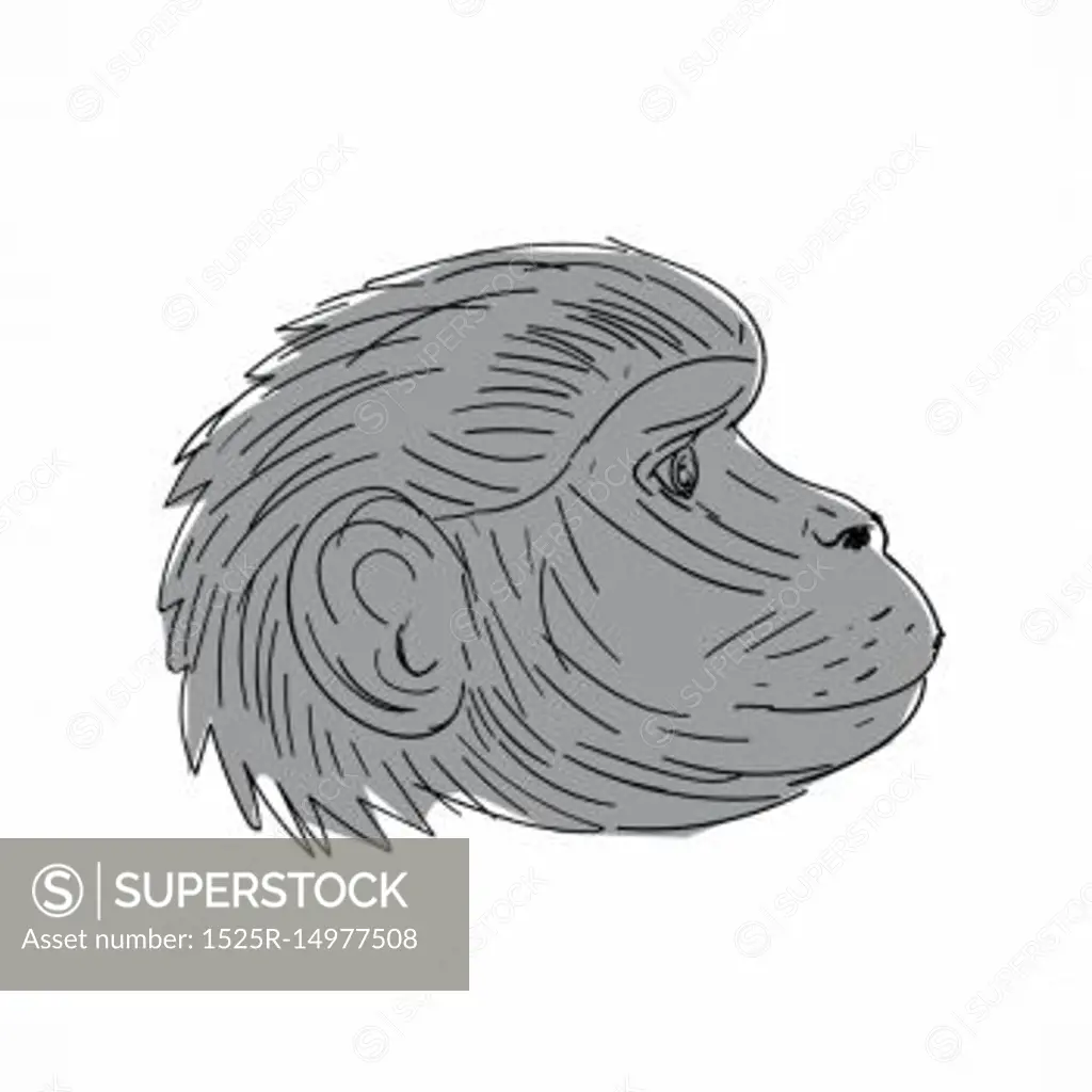 Illustration of a Gelada Monkey Head Side view done in Drawing sketch style.. Gelada Monkey Head Side Drawing