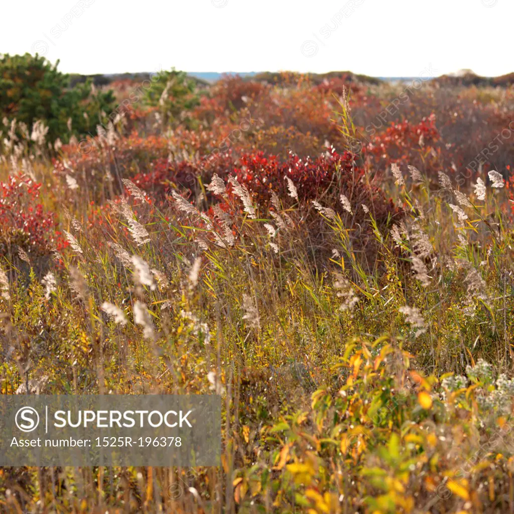 The Walking Dunes, Montauk, NY