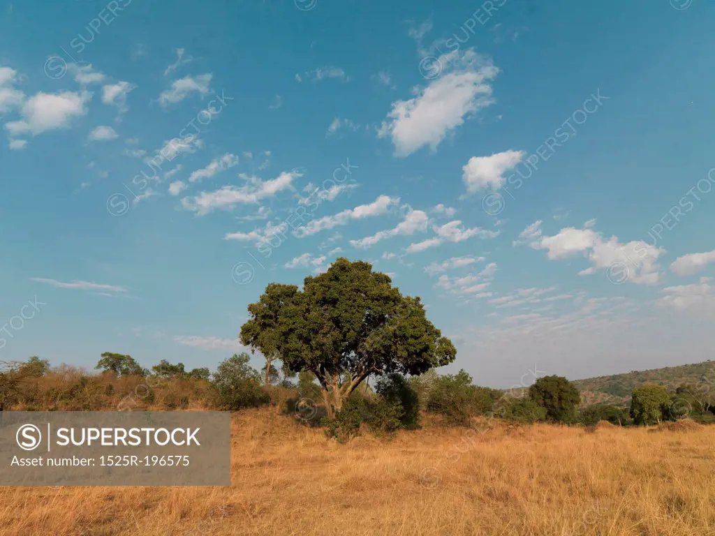 Landscape in Kenya Africa