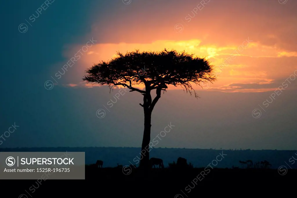 Kenya landscape at sunset