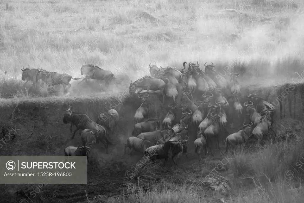 Herd of wildebeests in Kenya