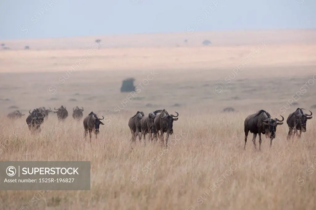 Herd of wildebeests in Kenya