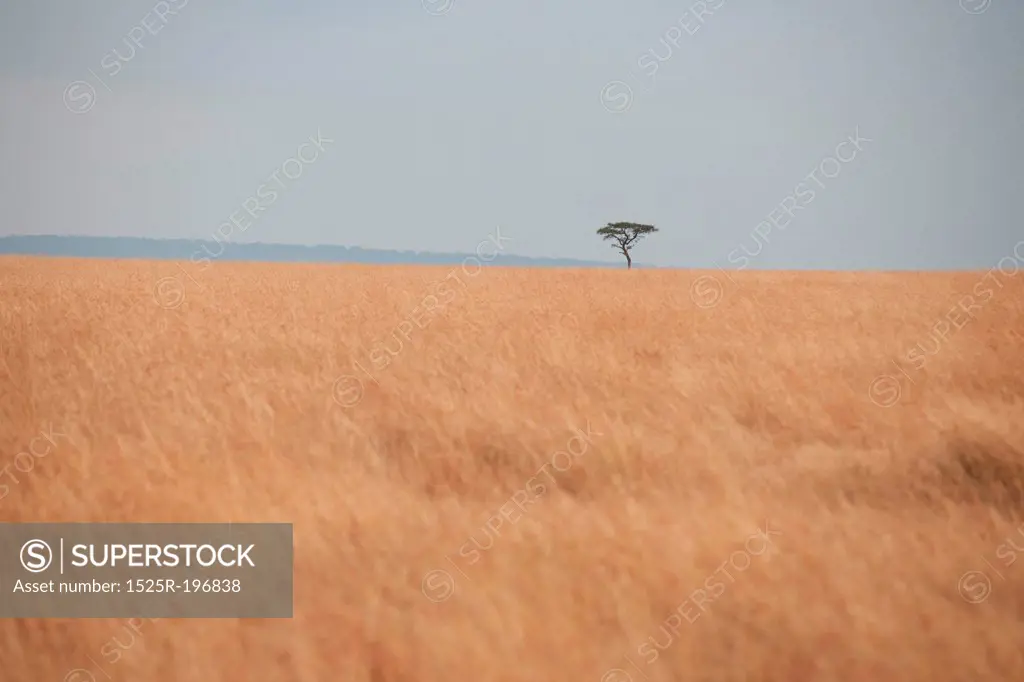 Kenya grassland