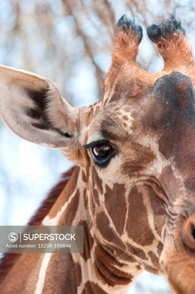 Giraffe wildlife in Kenya