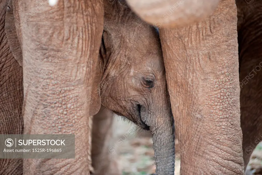 Elephant wildlife in Kenya