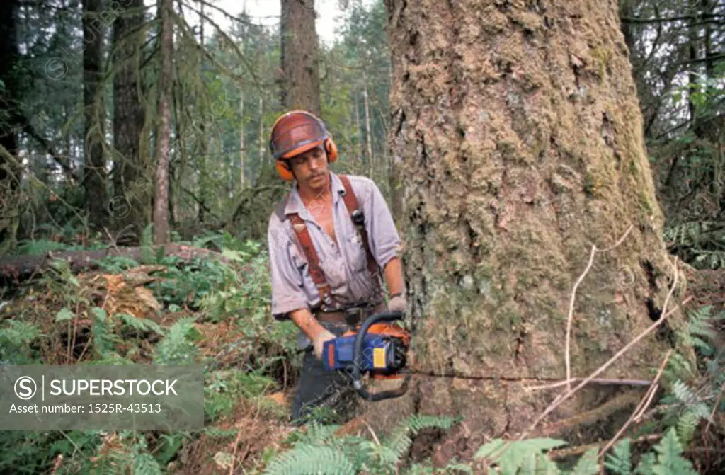 Logger Chainsawing a Tree