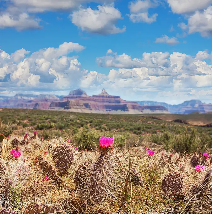 Grand Canyon