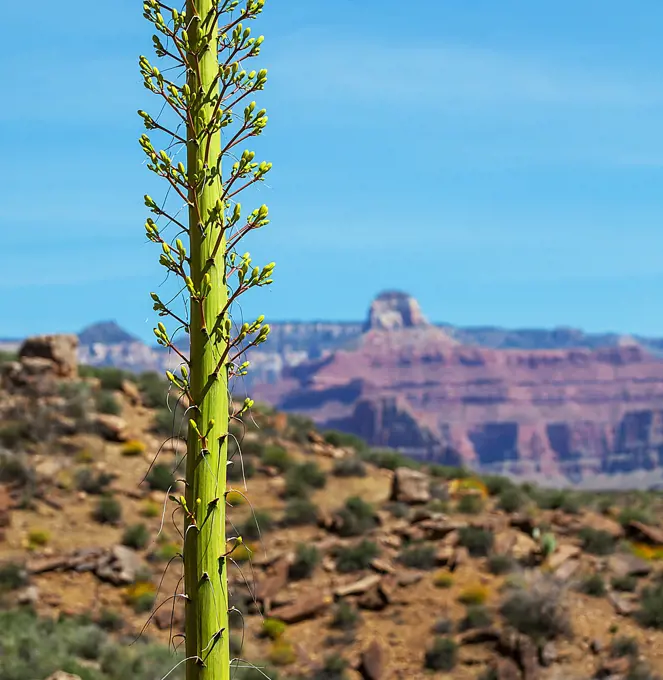 Grand Canyon