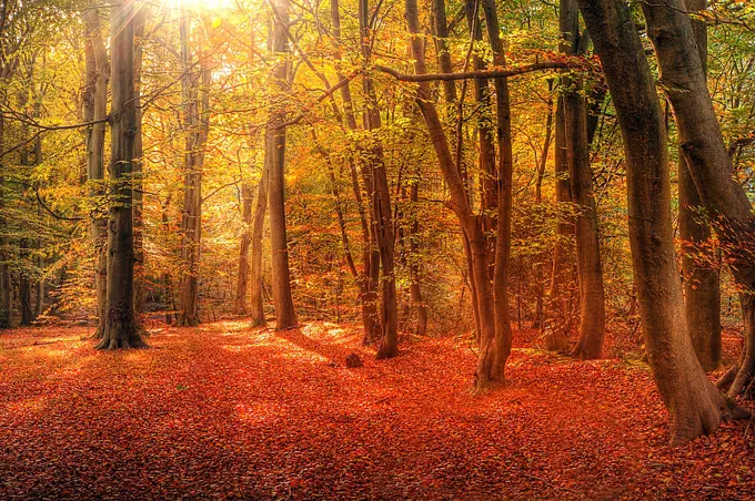 Beautiful landscape image of forest covered in Autumn Fall color contrasting green and orange, brown and gold