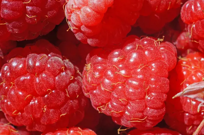 Ripe raspberry as a background extreme close-up (macro)                               