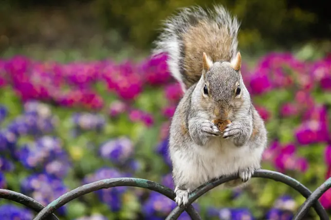 Squirrel eating food in Hyde Park, London, with a colourful backgrounds of flowers.