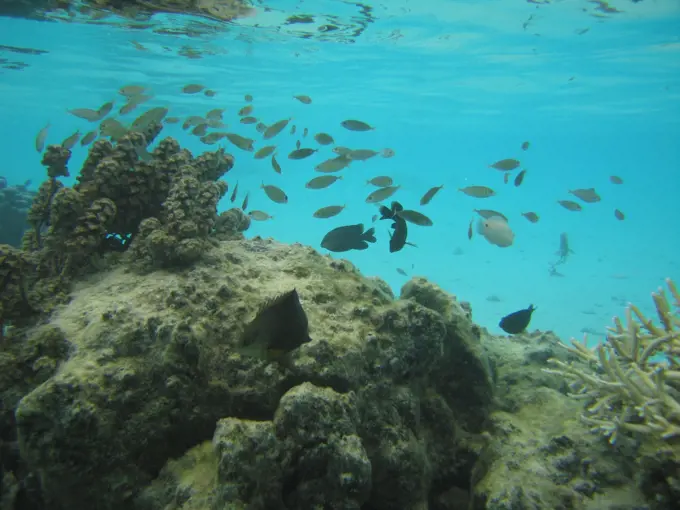 Underwater view of a shoal of small fish, Moorea, Tahiti, French Polynesia, South Pacific