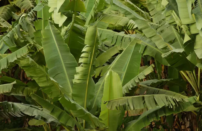 Close-up of broad leafed plants, Moorea, Tahiti, French Polynesia, South Pacific