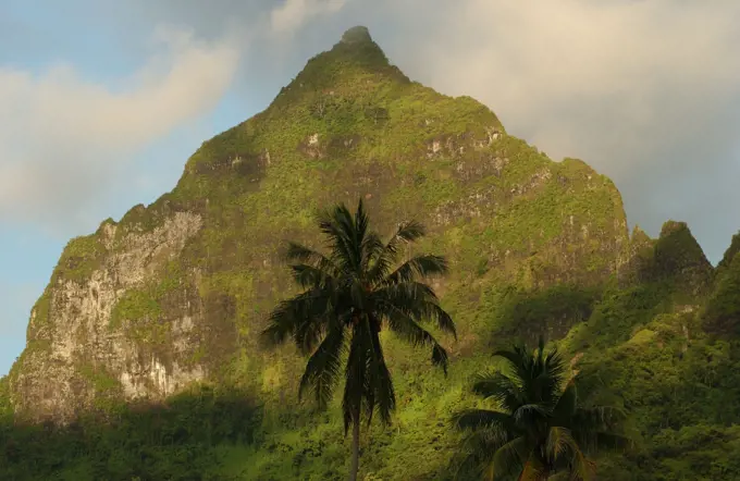 A tropical forest at the base of a hill, Moorea, Tahiti, French Polynesia, South Pacific