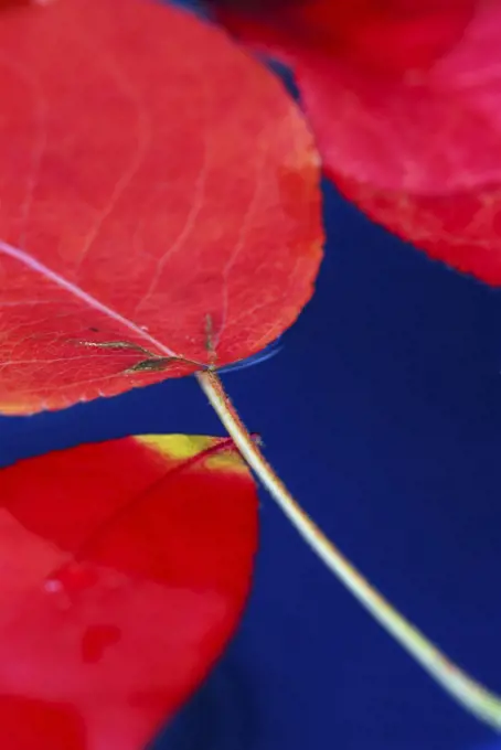 Colorful fall leaves floating in blue water