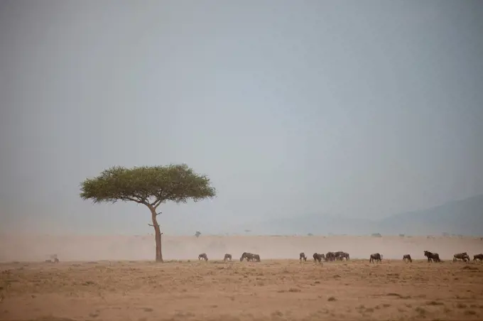 Wildlife in Kenya