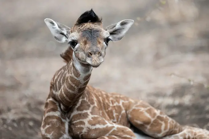 Giraffe wildlife in Kenya