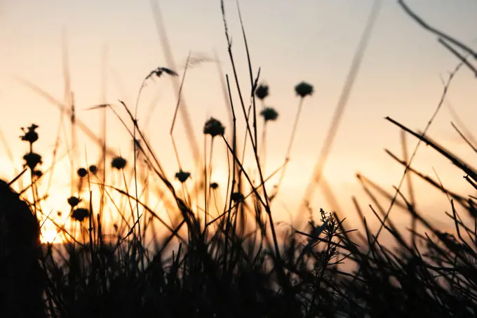 Silhouettes of grass and small flowers in front of orange color sunset sky, selective focus. Silhouettes of grass in front of orange color sunset sky, selective focus