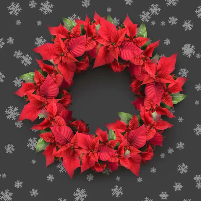 christmas wreath from poinsettia on grey background with snowflakes. christmas wreath from poinsettia