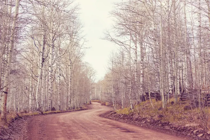 Early spring in the forest. Serene natural background. Living coral color toning.