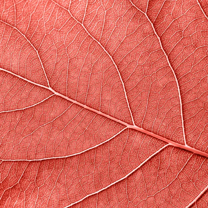 Texured natural veined leaf pattern background for layout. Fashionable pantone trendy color of spring-summer 2019 season. Macro photo. Top view. Detailed macro photo of leaf with veins n a color of the year 2019 Living Coral pantone. Natural background for your ideas. Flat lay