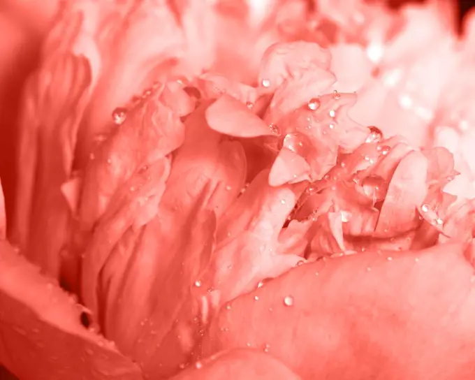 Natural pattern of peony petals with clean water drops in a trendy color of the year 2019 Living Coral pantone. Floral background. Macro photo.. Macro photo of peony flower with transparent drops of dew in a trendy color of the year 2019 Living Coral pantone. Layout for postcard