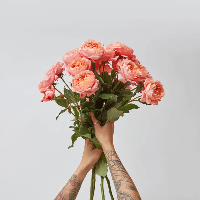 Beautiful bouquet of fresh roses in woman&rsquo;s hands with tatoo in a color of the year 2019 Living Coral Pantone on a gray background with copy space. Top view.. Girl&rsquo;s hands with tattoo hold a bouquet of fresh roses in a color of the year 2019 Living Coral Pantone on a gray background.