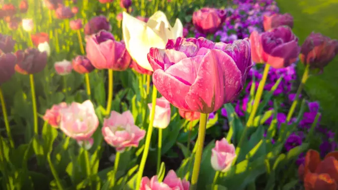 Closeup toned photo of beautiful pink and white tulips at early morning