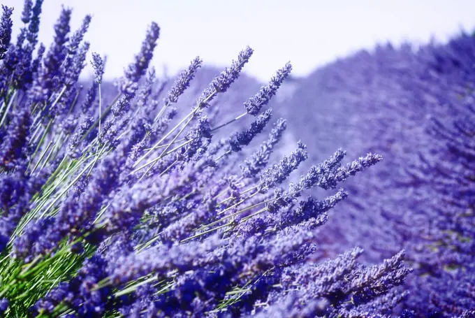 Lavender field with summer blue sky close up, France in color of the year 2022 blue very peri. Lavender field