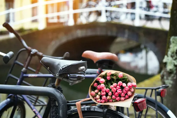 beautiful pink tulips on a old bike at the Amsterdam