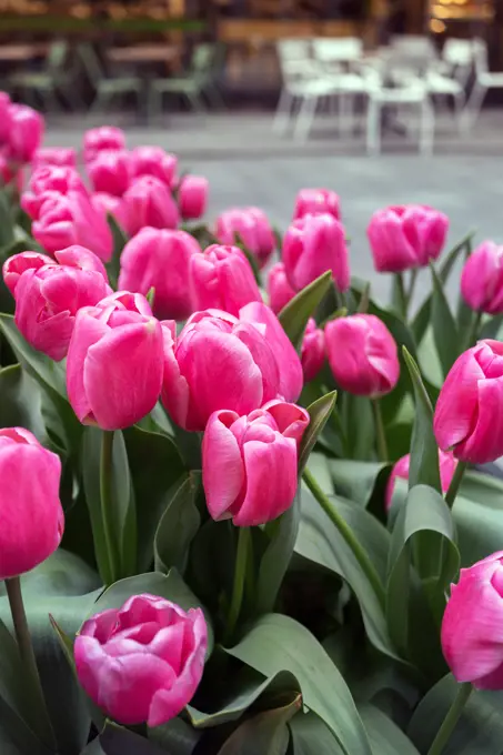 pink beautiful tulips on the street of amsterdam. The Netherlands