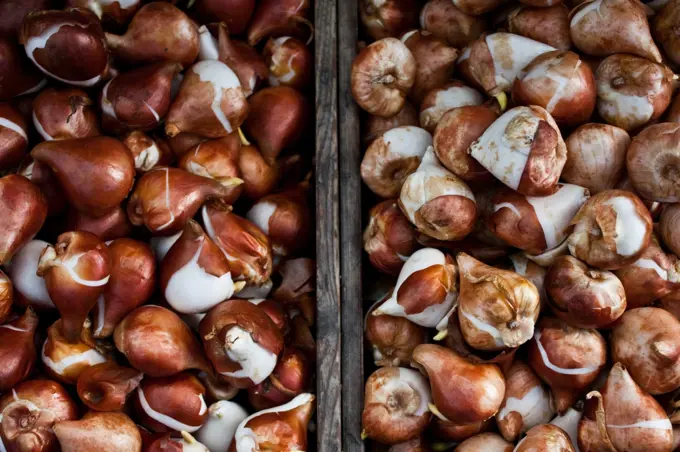 Detail of tulips bulbs in Amsterdam flowers market