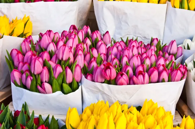 Detail of Amsterdam flowers market: the best tulips of the world