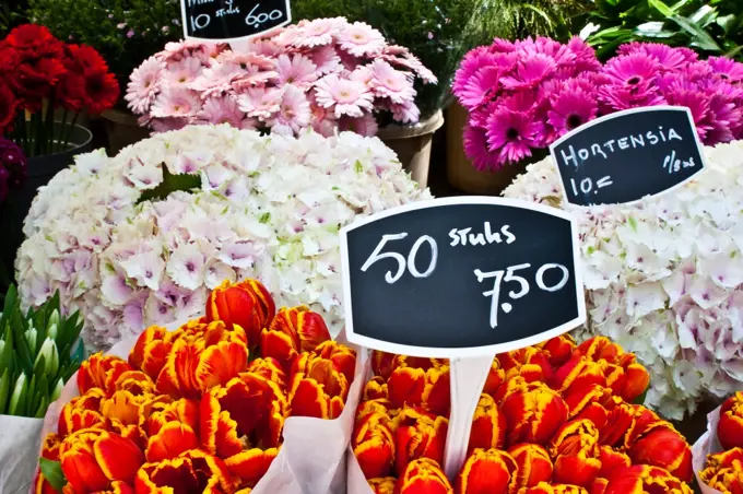 Detail of Amsterdam flowers market: the best tulips of the world