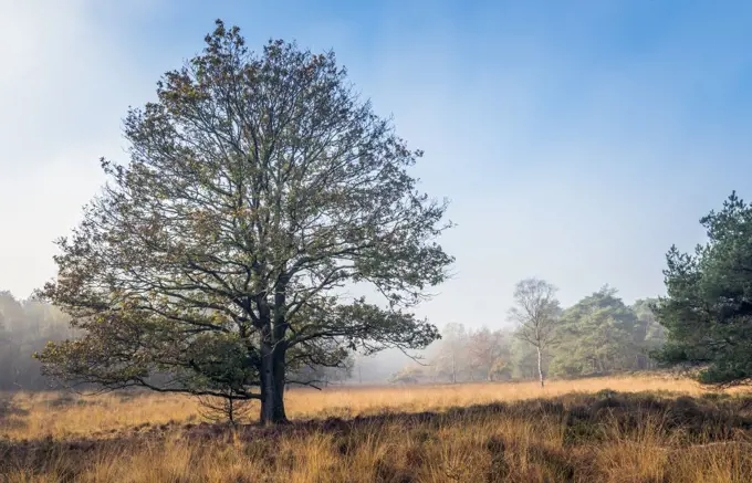 single tree in autumn landscape with gold brown red and orange colors and hazy misty background