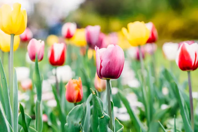 Colorful Tulip Flowers Close-Up In Netherlands Garden