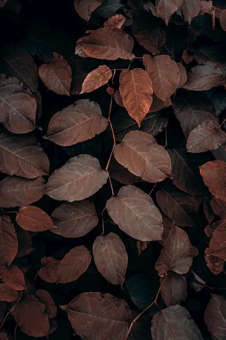  brown plant leaves in the nature in autumn season, autumn colors