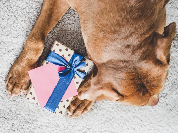 Lovable, pretty puppy brown color and gift box. Close-up, indoors, top view. Studio photo. Congratulations for family, loved ones, friends and colleagues. Animal and pet care concept. Lovable, pretty puppy brown color and gift box