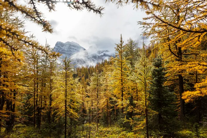 Beautiful golden larches in mountains, Canada. Fall season.