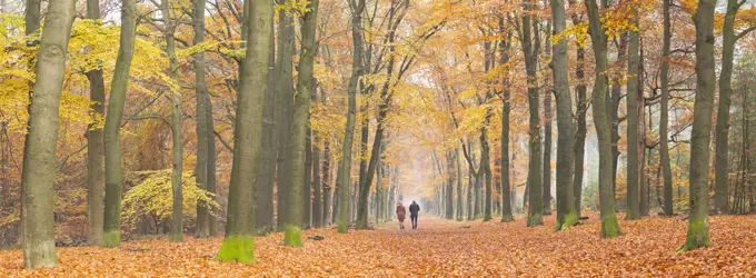 couple walks in autumnal forest near dutch towns of zeist and utrecht in the fall