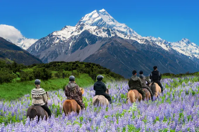 Travelers ride horses in lupine flower field, overlooking the beautiful landscape of Mt Cook National Park in New Zealand. Lupins hit full bloom in December to January which is summer of New Zealand.