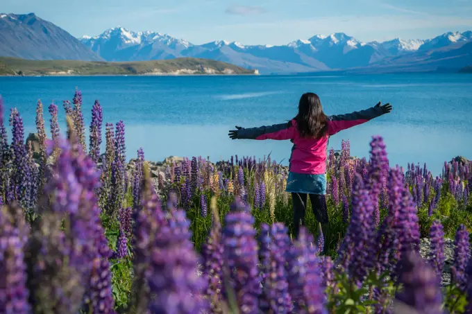 Tourist woman at lake Tekapo, New Zealand. Lupin flower at lake Tekapo blossom in summer in New Zealand. Happy travel. New Zealand landscape.