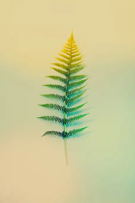 Fern leaves summer minimal background with a space for a text, flat lay, view from above. Fern leaves on blue background, flat lay, top view