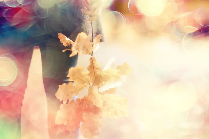 leaf fall autumn / fallen yellow leaves in the hands of a single girl walking in the park, concept autumn melancholy mood