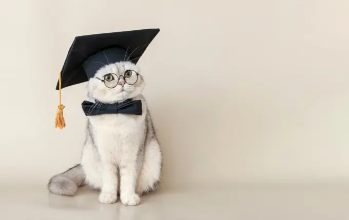 A white cat in a graduates hat and bow tie and glasses , sitting on a beige background. Copy space. A white cat in a graduates hat and bow tie, sitting on a beige background